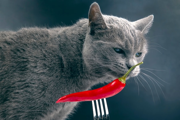 Grijze kat snuift roodgloeiende peper. voedsel en huisdieren. nieuwsgierigheid en reukvermogen