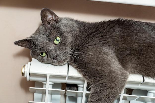 Grijze kat warmt zich op, liggend op een verwarmingsbatterij