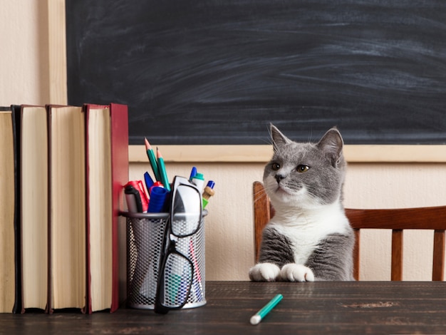 Foto grijze kat zit aan een tafel met boeken en notebooks, thuis studeren.