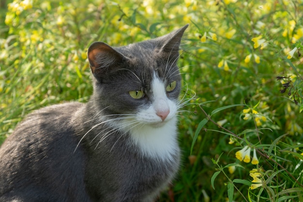 Grijze kat zit in het gras in de weide. Detailopname.