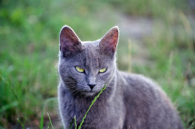 Grijze kat zit op de grond