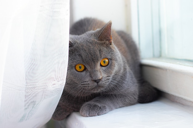 grijze kat zittend op de vensterbank