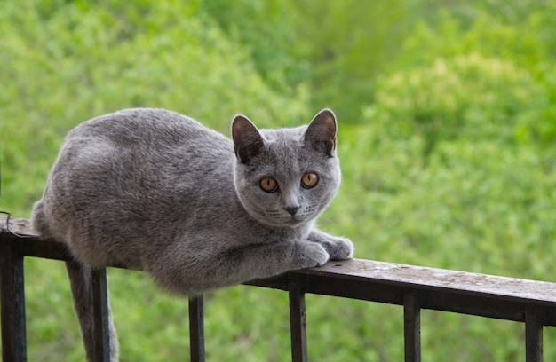 Grijze kat zittend op het balkon tegen een boom.