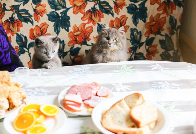 Grijze katten bij de tafel Pluizig huisdier wil wat eten stelen Hongerige dieren thuis