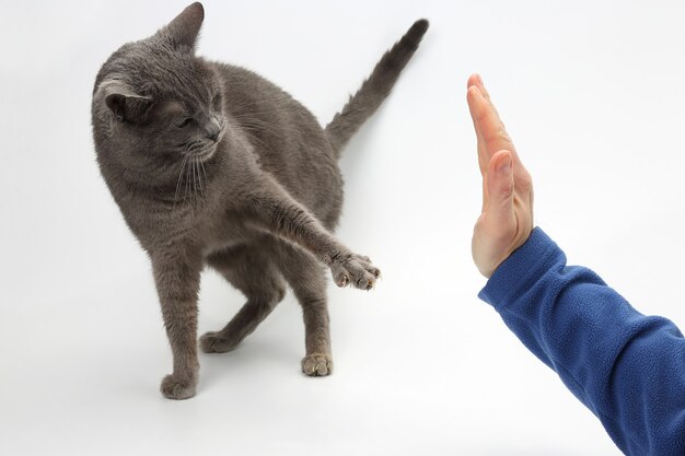 Grijze kattenpoot met uitgestrekte klauwen, komt in de palm van een persoon