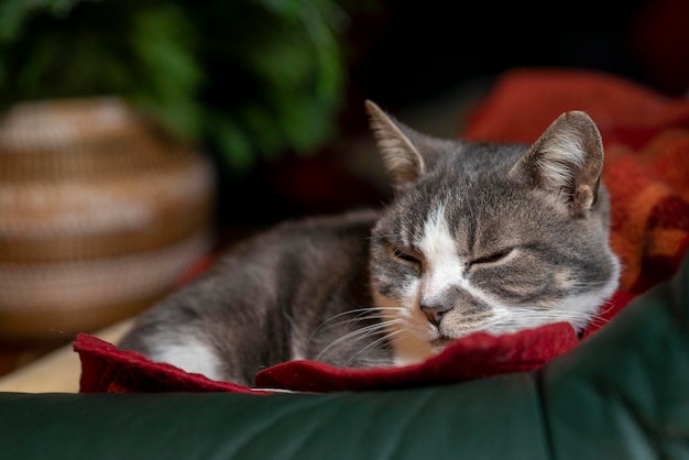 Grijze kattenslaap onder een deken