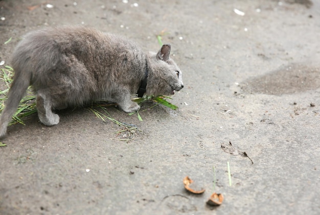 Grijze kitten buitenshuis gras eten. Huis pluizig huisdier met een kraag.