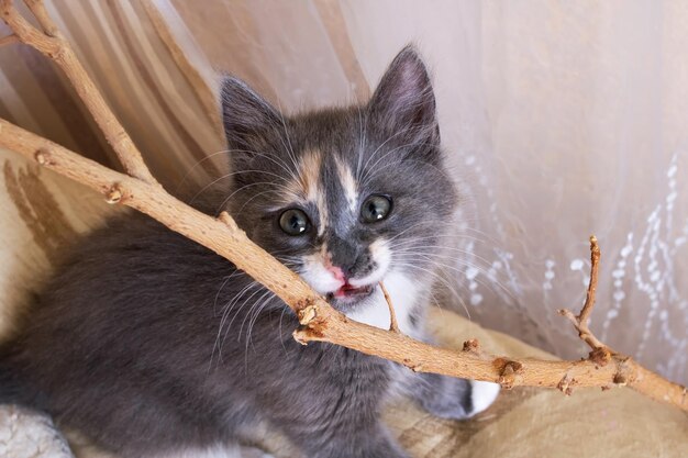 Grijze kitten kauwt een close-up van een kamerplant