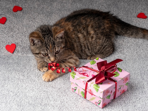 Grijze kitten ligt en speelt met een rood lint van een roze geschenk dat vlakbij ligt