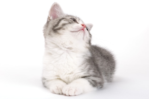 Grijze kitten ligt op een witte achtergrond en opzoeken. Portret van de Schotse kat.