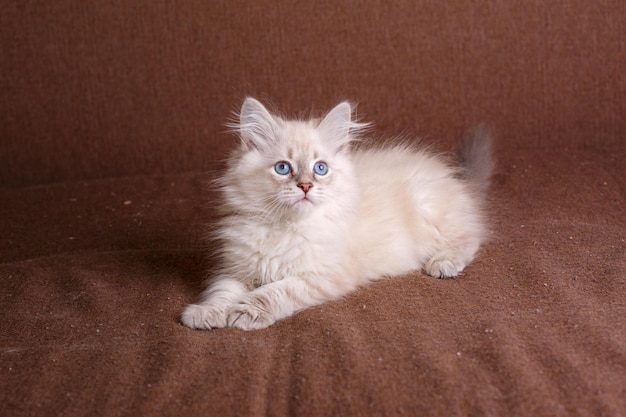 Grijze kitten met blauwe ogen op een bruine achtergrond
