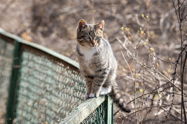 Grijze kitten op het hek