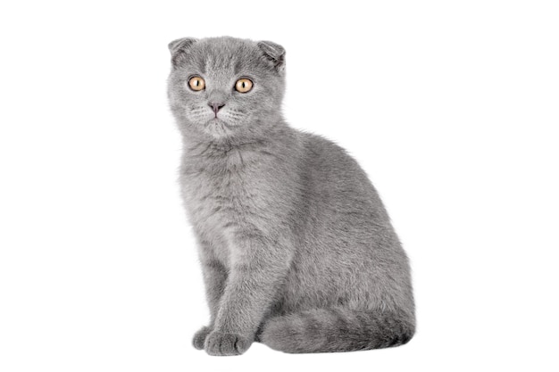 grijze kitten Schotse vouw met gele ogen geïsoleerd