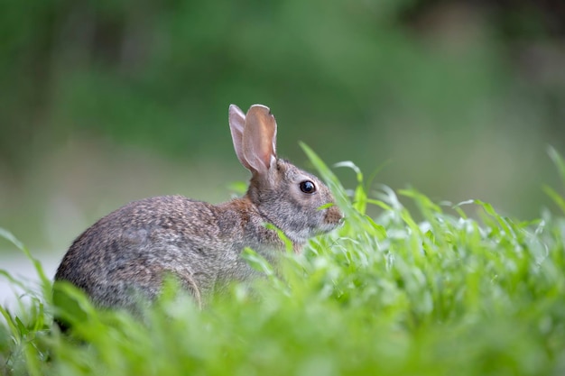 Grijze kleine haas die gras eet op het zomerveld Wilde konijn in de natuur