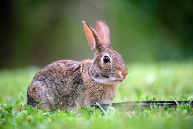 Grijze kleine haas die gras eet op zomerveld Wild konijn in de natuur