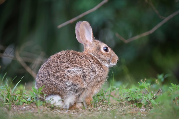 Foto grijze kleine haas die gras eet op zomerveld wild konijn in de natuur