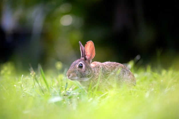 Grijze kleine haas die gras eet op zomerveld Wild konijn in de natuur