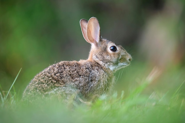 Grijze kleine haas die gras eet op zomerveld Wild konijn in de natuur