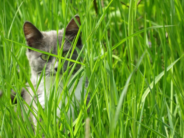 Grijze kleine kat in het groene gras