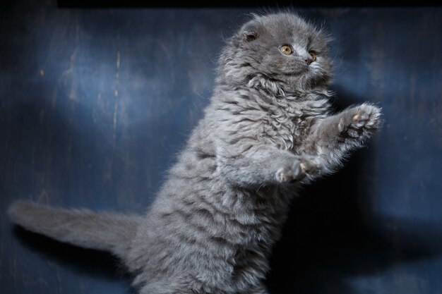 Grijze kleine kat van het ras Scottish Fold speelt op een grijze achtergrond