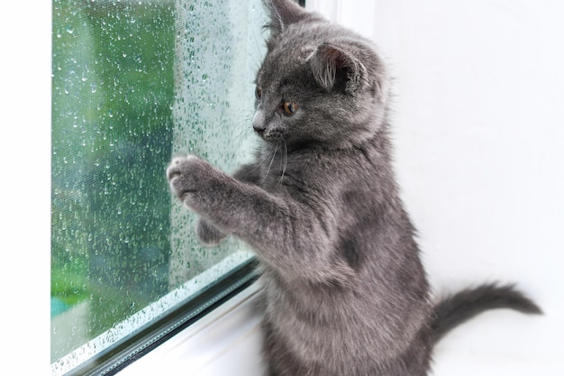 Grijze kleine kitten kijkt en krabt de raamkat op de vensterbank kijkt naar de regen