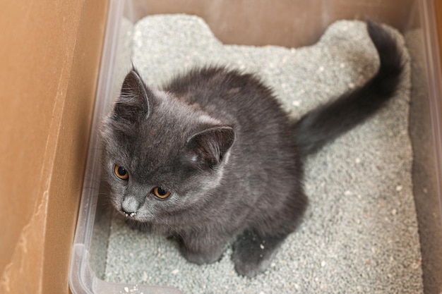 Grijze kleine kitten zit in een dienbladtoilet met klonterende kattenbakvulling