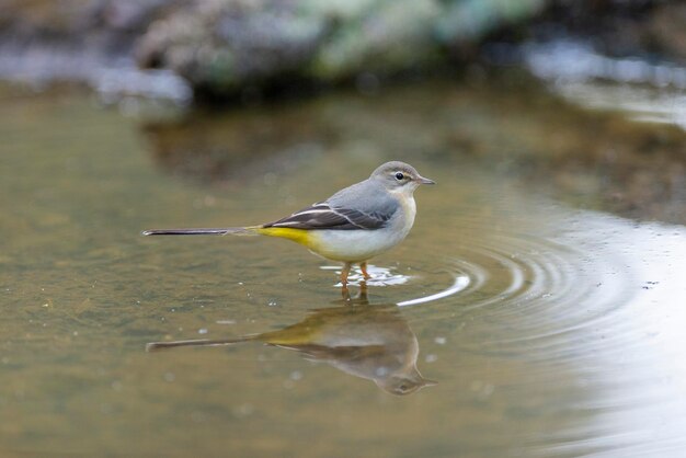 Grijze kwikstaart (Motacilla cinerea) Malaga, Spanje