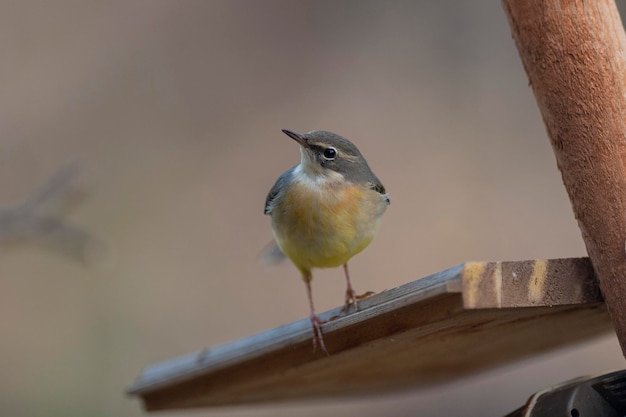 Grijze kwikstaart (Motacilla cinerea) Malaga, Spanje