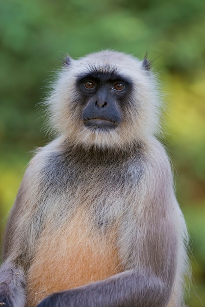 Grijze Langur in Ranthambhore NP - India