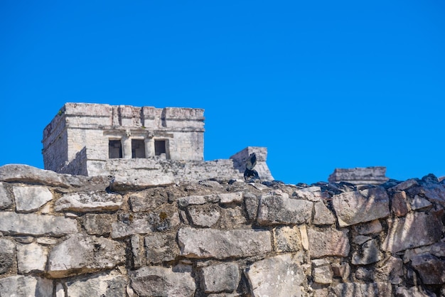 Grijze leguaan zittend op de stenen muur van Maya-ruïnes van het kasteel in Tulum Riviera Maya Yucatan Caribische Zee Mexico