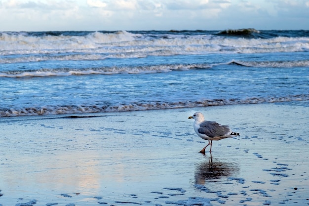 Grijze meeuw staat op de kust van de zee of de oceaan in het water en kijkt in de verte scheveningen den haag den haag nederland