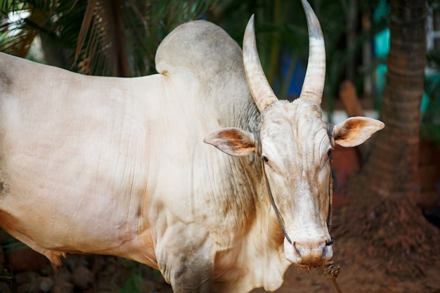 Grijze mooie heilige stier zeboe in india