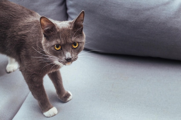 Grijze mooie kat met gele ogen op de bank in het appartement