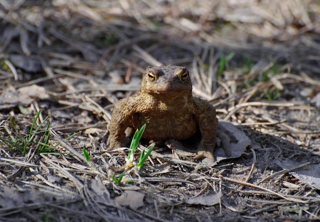 Grijze pad Bufo bufo lente in het bos in de buurt van een klein meer Moskou regio Rusland