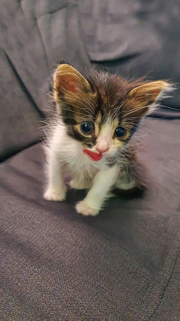 Grijze pluizige binnenlandse kitten met geelgroene ogen Huisdieren kopiëren ruimte