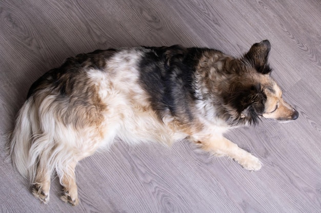 Grijze pluizige hond slaapt op de grond