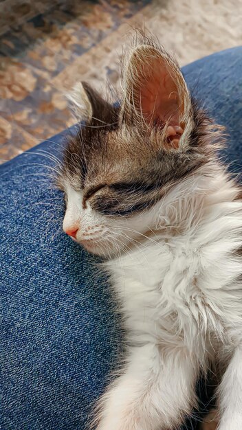 Foto grijze pluizige huishoudelijke kitten met geelgroene ogen huisdieren kopieer ruimte