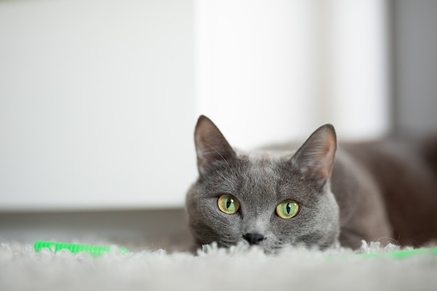 grijze pluizige kat klampte zich vast aan de grond
