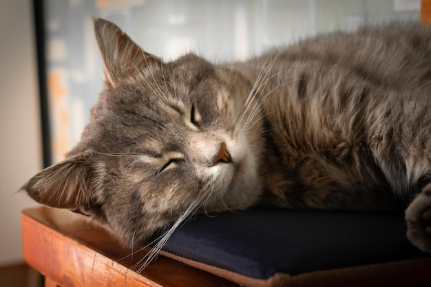 Grijze pluizige kat rust op een stoel slapende close-up