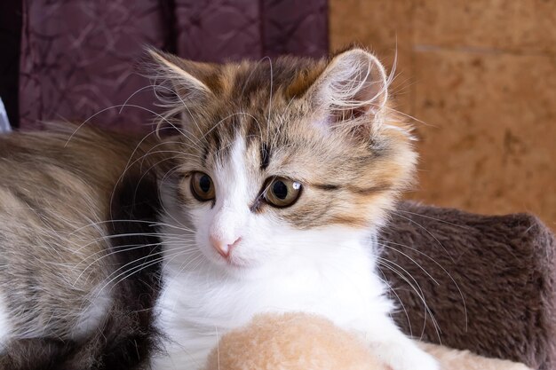 Grijze pluizige kitten close-up portret in de kamer