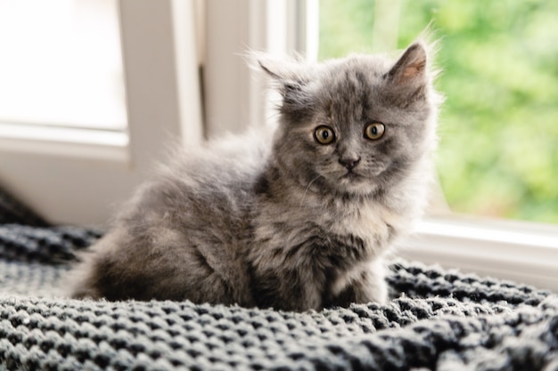 Grijze pluizige kitten zittend op de vensterbank in de buurt van raam.