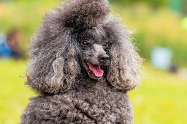 Grijze pluizige poedel met open mond en vriendelijke blik, portret van een grappige hond