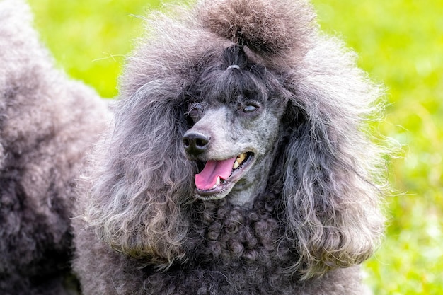 Grijze pluizige poedel met open mond en vriendelijke uitstraling portret van een grappige hond