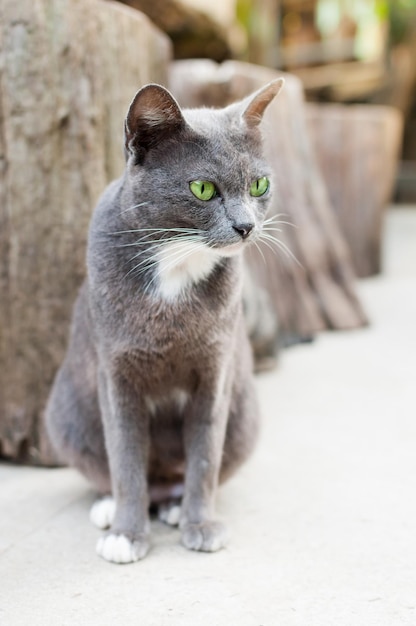 Grijze pluizige schattige kat met groene ogen