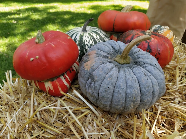 Grijze pompoen en verschillende oranje pompoenen op stro Botanische verscheidenheid aan pompoenen Groenten, courgette en pompoen Halloween-symbool Herfstoogst Allhalloween All Hallows Eve of All Saints Eve