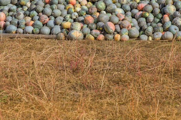 Grijze pompoenen genaamd Confection Stapel grijze pompoen op het veld