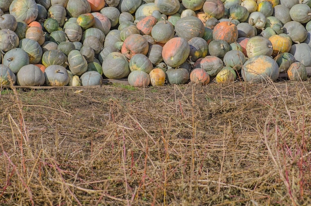 Grijze pompoenen genaamd Confection Stapel grijze pompoen op het veld