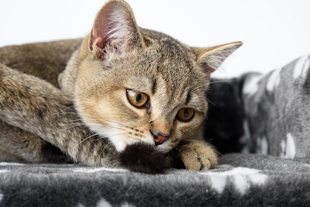 Grijze raszuivere kitten Schotse rechte chinchilla ligt op een witte achtergrond, de kat rust, close-up