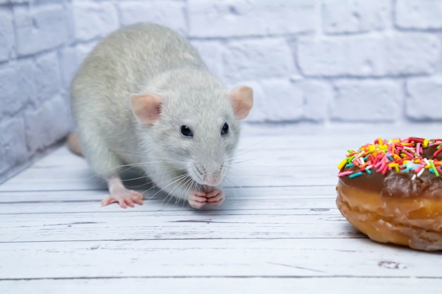 Grijze rat die zoet donutgebakje eet. Niet op dieet.verjaardag.