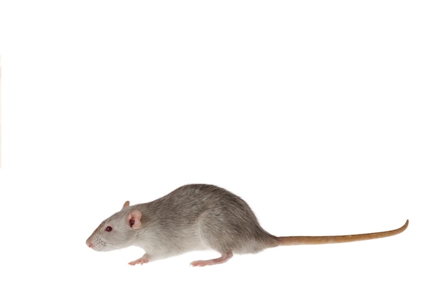 Grijze rat geïsoleerd op een witte achtergrond Muis voor het snijden en kopiëren Foto van een knaagdier voor de inscriptie en de titel